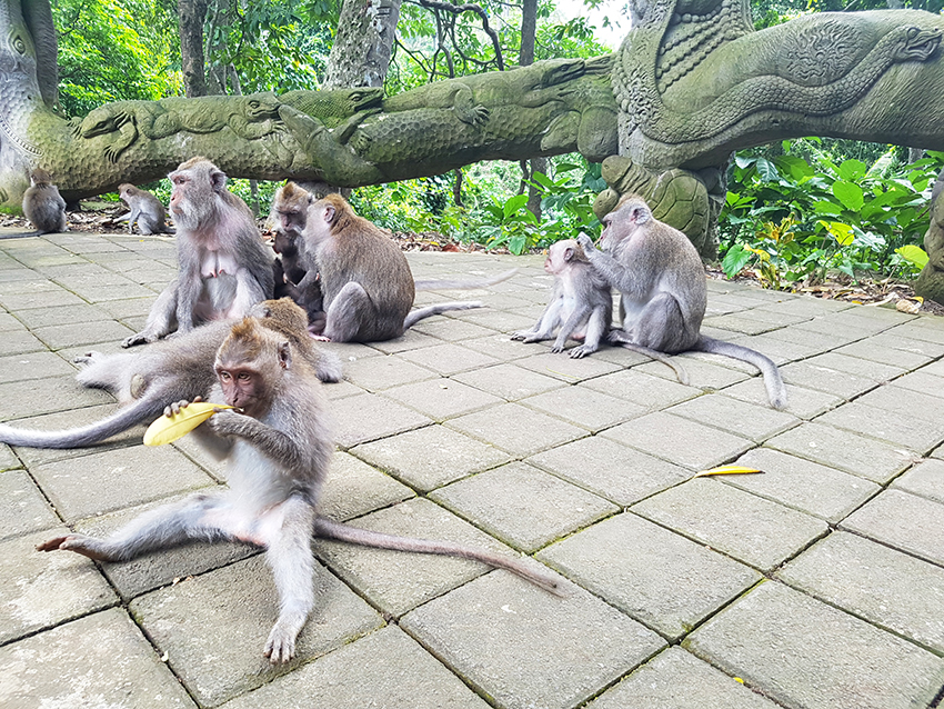 scimmie_monkey_forest_bali